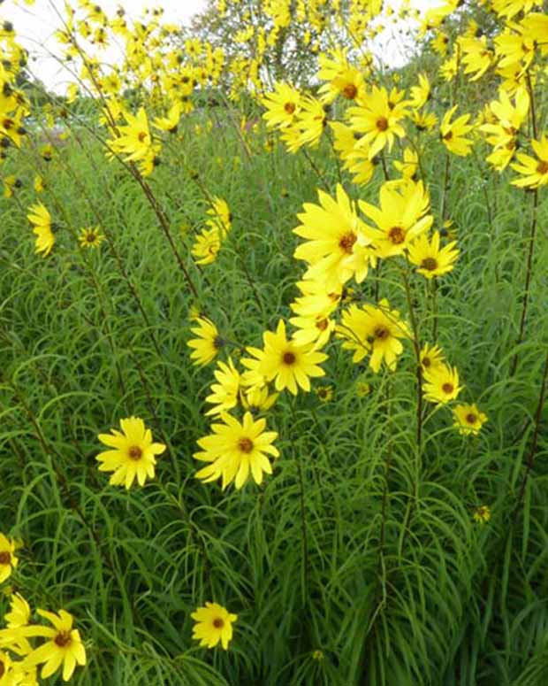 Tournesol vivace à feuilles de saule - Helianthus salicifolius - Plantes vivaces