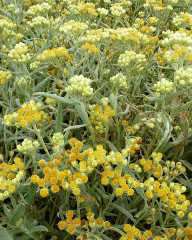 Immortelle hybride Swefellicht - Helichrysum schwefellicht - Plantes d'extérieur