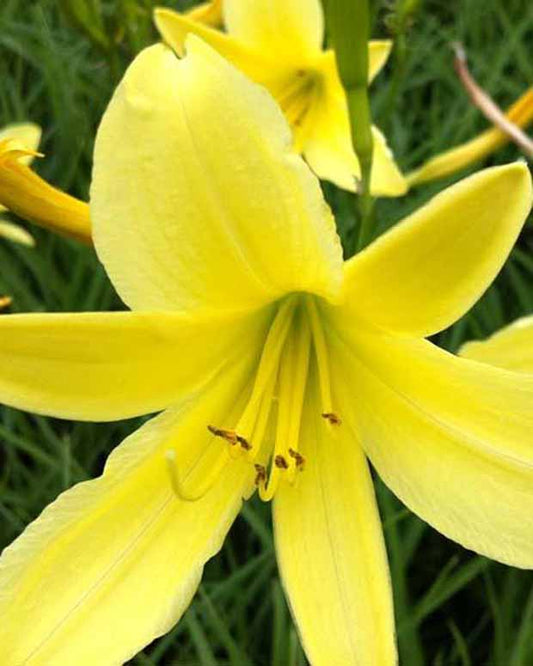 Hémérocalle citrina - Hemerocallis citrina - Plantes d'extérieur