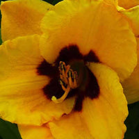 Hémérocalle Blackberry Candy - Hemerocallis blackberry candy - Plantes d'extérieur