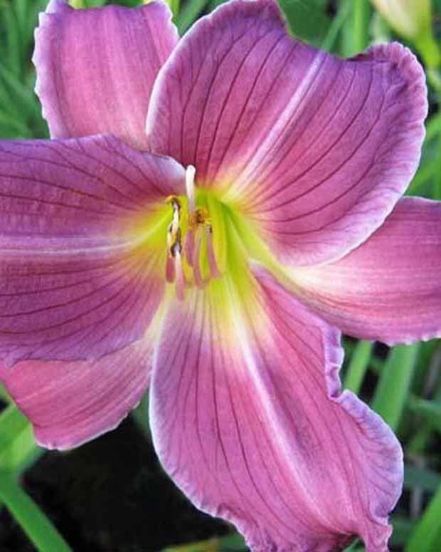 Hémérocalle Indian Giver - Hemerocallis indian giver - Plantes vivaces