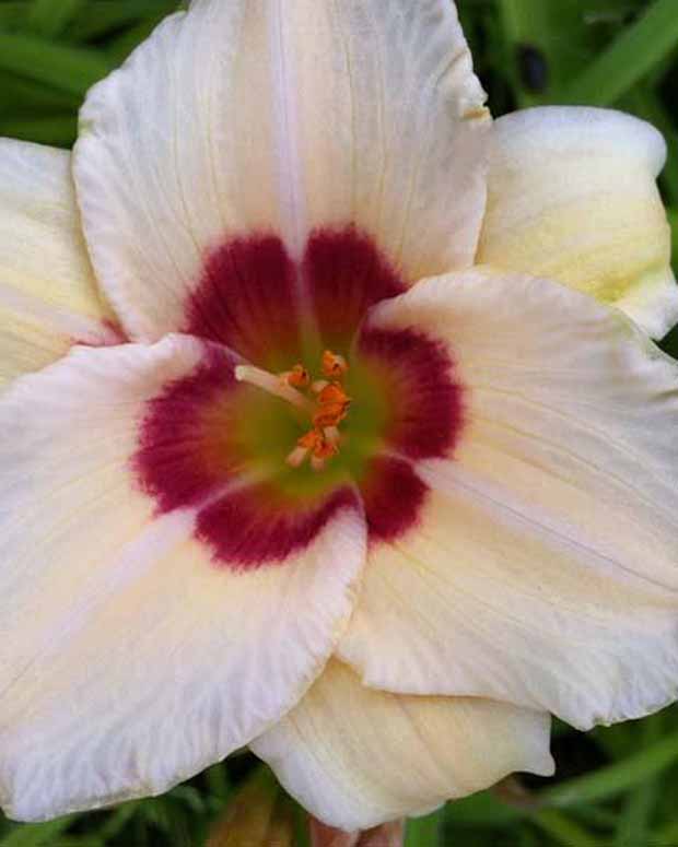 Hémérocalle Pandora's Box - Hemerocallis pandoras box - Plantes d'extérieur