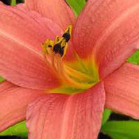 Hémérocalle Pink Charm - Hemerocallis pink charm - Plantes d'extérieur