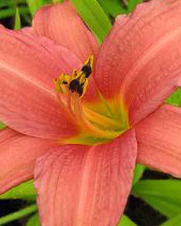 Hémérocalle Pink Charm - Hemerocallis pink charm - Plantes d'extérieur