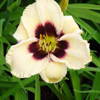 Hémérocalle Piano Man - Hemerocallis piano man - Plantes d'extérieur