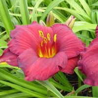 Hémérocalle Regency Dandy - Hemerocallis regency dandy - Plantes d'extérieur