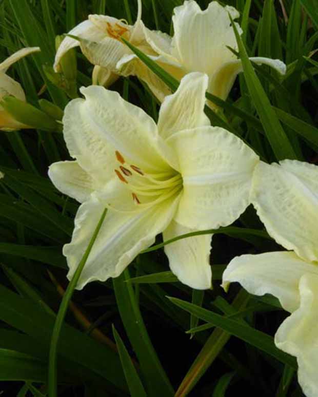 Hémérocalle Joan Senior - Hemerocallis joan senior - Plantes vivaces