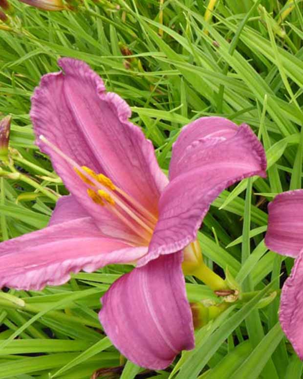 Hémérocalle Summer Wine - Hemerocallis summer wine - Plantes vivaces