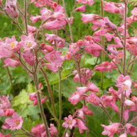 3 Heuchères sanguines de Bressingham - Heuchera sanguinea bressingham hybrids - Plantes d'extérieur