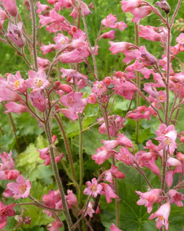 3 Heuchères sanguines de Bressingham - Heuchera sanguinea bressingham hybrids - Plantes d'extérieur