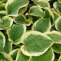 Hosta Formal Attire - Hosta formal attire - Plantes d'extérieur