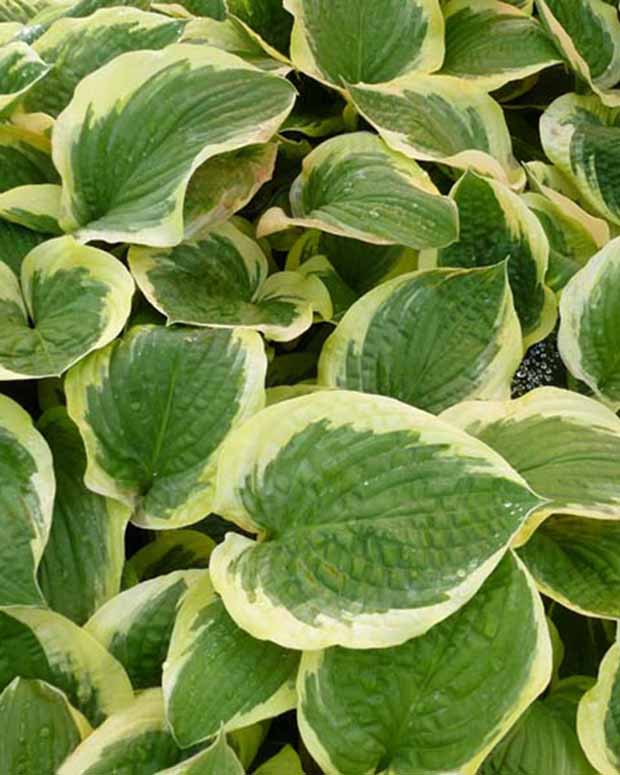 Hosta Formal Attire - Hosta formal attire - Plantes d'extérieur