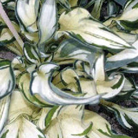 Hosta Fireworks - Hosta fireworks - Plantes d'extérieur