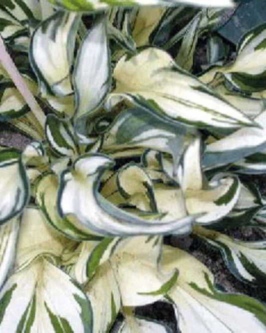 Hosta Fireworks - Hosta fireworks - Plantes d'extérieur