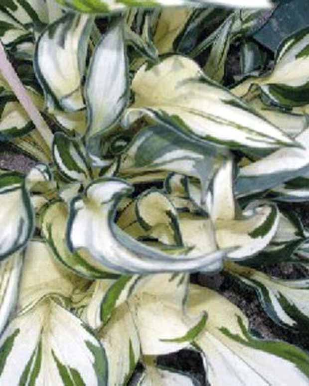 Hosta Fireworks - Hosta fireworks - Plantes vivaces