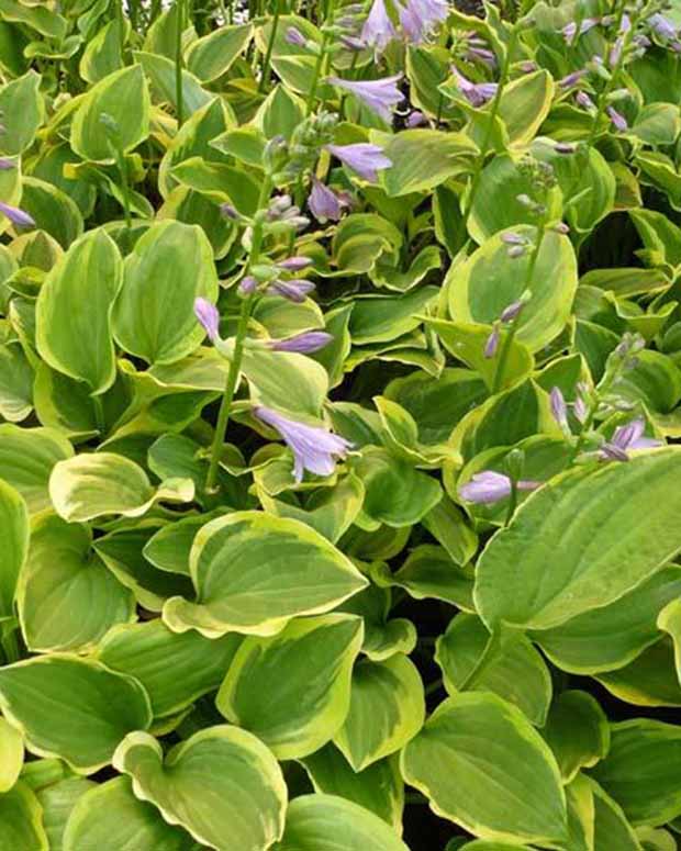 Hosta Golden Tiara - Hosta golden tiara - Plantes d'extérieur