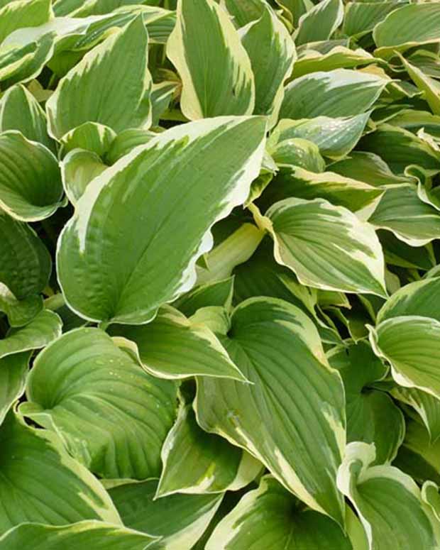 Hosta Antioch - Hosta antioch - Plantes d'extérieur