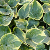 Hosta Aristocrat - Hosta aristocrat - Plantes d'extérieur