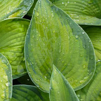 Hosta Bright Lights - Hosta hybride bright lights - Plantes d'extérieur