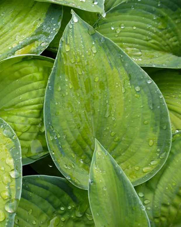 Hosta Bright Lights - Hosta hybride bright lights - Plantes d'extérieur