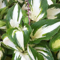 Hosta Christmas Candy - Hosta hybride christmas candy - Plantes d'extérieur