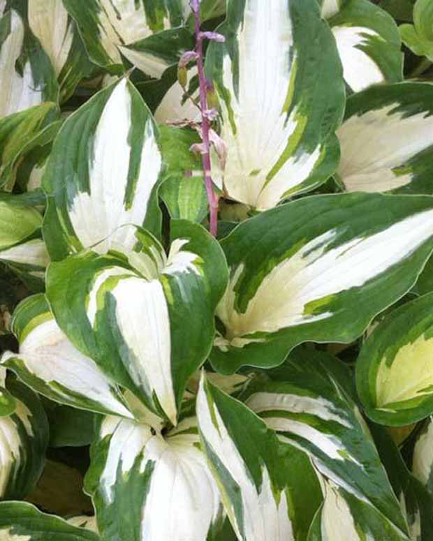 Hosta Christmas Candy - Hosta hybride christmas candy - Plantes d'extérieur