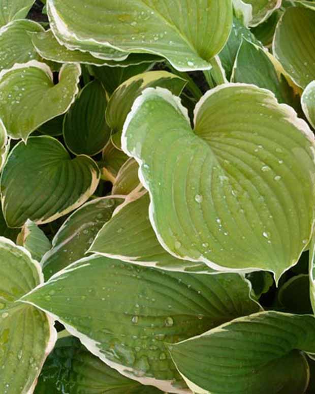 Hosta Frosted Jade - Hosta frosted jade - Plantes d'extérieur