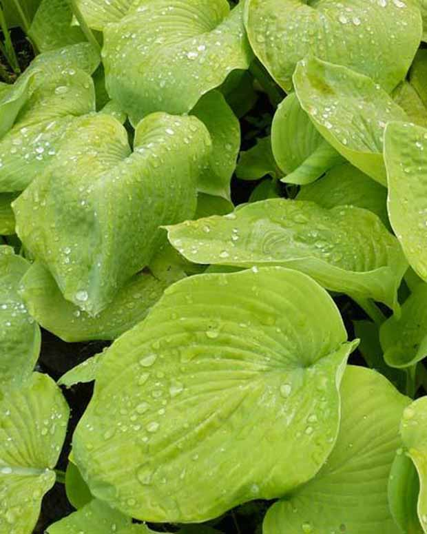 Hosta Golden Sunburst Funkia - Hosta hybride golden sunburst - Plantes vivaces