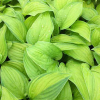 Hosta Guacamole - Hosta guacamole - Plantes d'extérieur