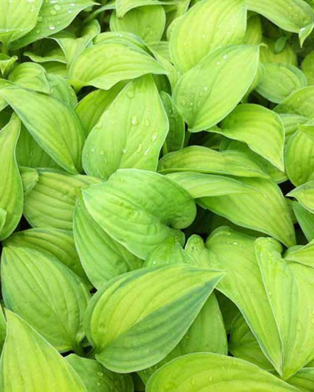 Hosta Guacamole - Hosta guacamole - Plantes vivaces