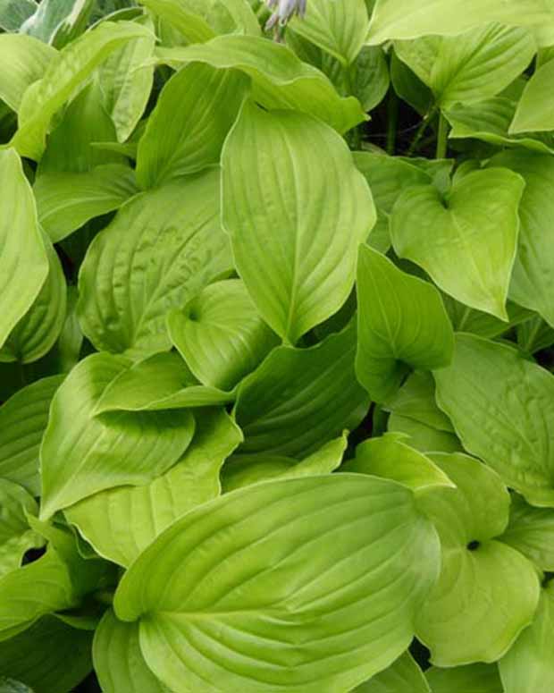 Hosta Hadspen White - Hosta hadspen white - Plantes d'extérieur