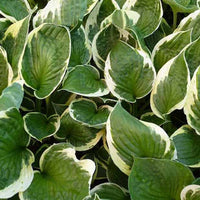 Hosta Independence - Hosta independence - Plantes d'extérieur