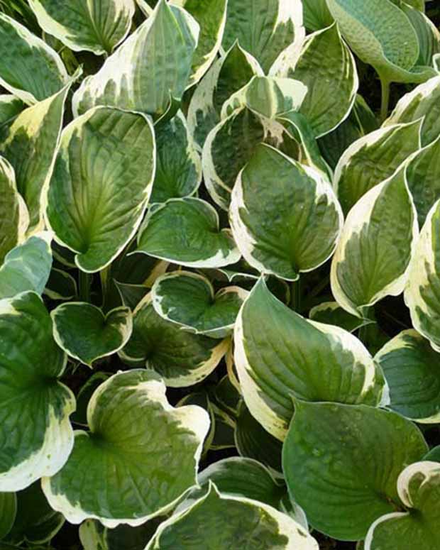 Hosta Independence - Hosta independence - Plantes vivaces