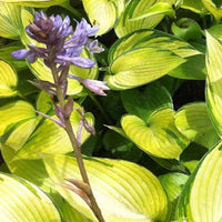 Hosta June Fever - Hosta june fever - Plantes d'extérieur