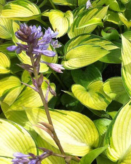 Hosta June Fever - Hosta june fever - Plantes d'extérieur