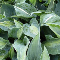 Hosta Kiwi Full Monty - Hosta kiwi full monty - Plantes d'extérieur