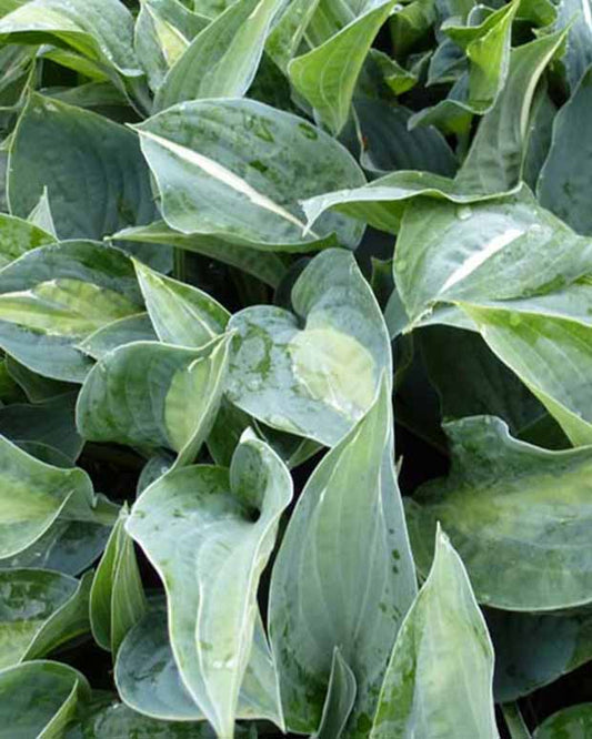 Hosta Kiwi Full Monty - Hosta kiwi full monty - Plantes d'extérieur