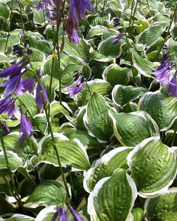 Hosta Koriyama - Hosta koriyama - Plantes vivaces