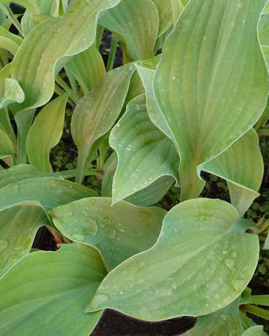 Hosta Krossa Regal - Hosta krossa regal - Plantes d'extérieur