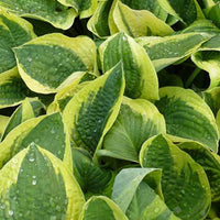 Hosta Mama Mia - Hosta mama mia - Plantes d'extérieur