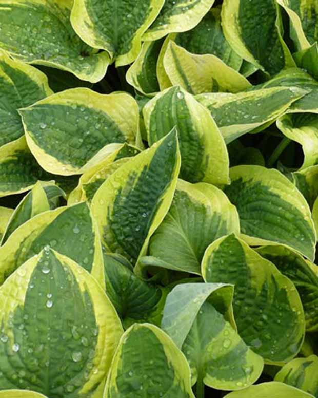 Hosta Mama Mia - Hosta mama mia - Plantes d'extérieur