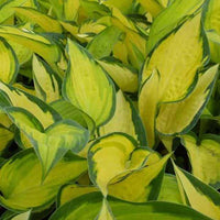 Hosta Orange Marmelade - Hosta hybride orange marmelade - Plantes d'extérieur