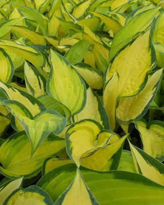 Hosta Orange Marmelade - Hosta hybride orange marmelade - Plantes d'extérieur