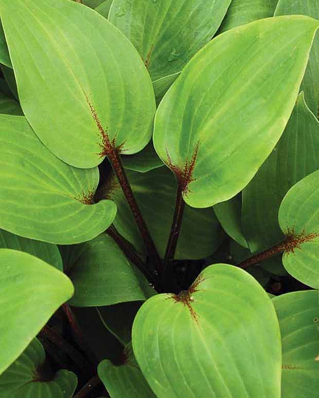 Hosta Purple Heart - Hosta purple heart - Plantes vivaces