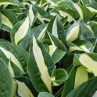 Hosta Risky Business - Hosta risky business - Plantes d'extérieur