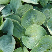 Hosta Ryans Big One - Hosta ryans big one - Plantes d'extérieur