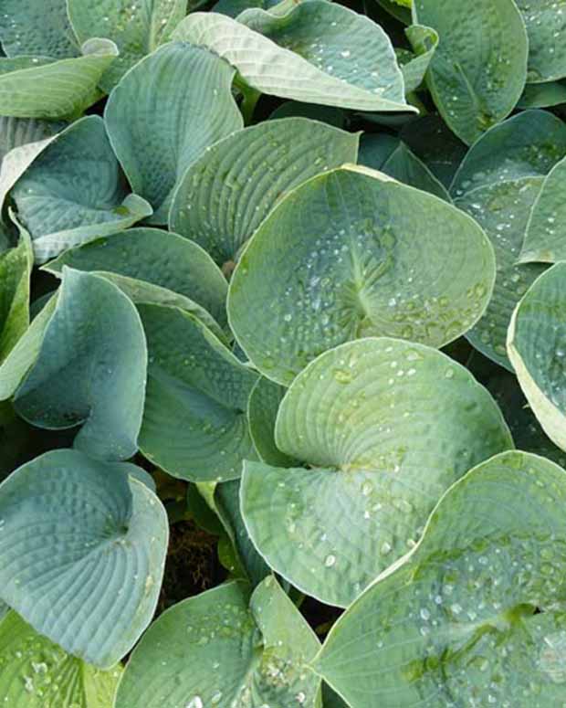 Hosta Ryans Big One - Hosta ryans big one - Plantes vivaces