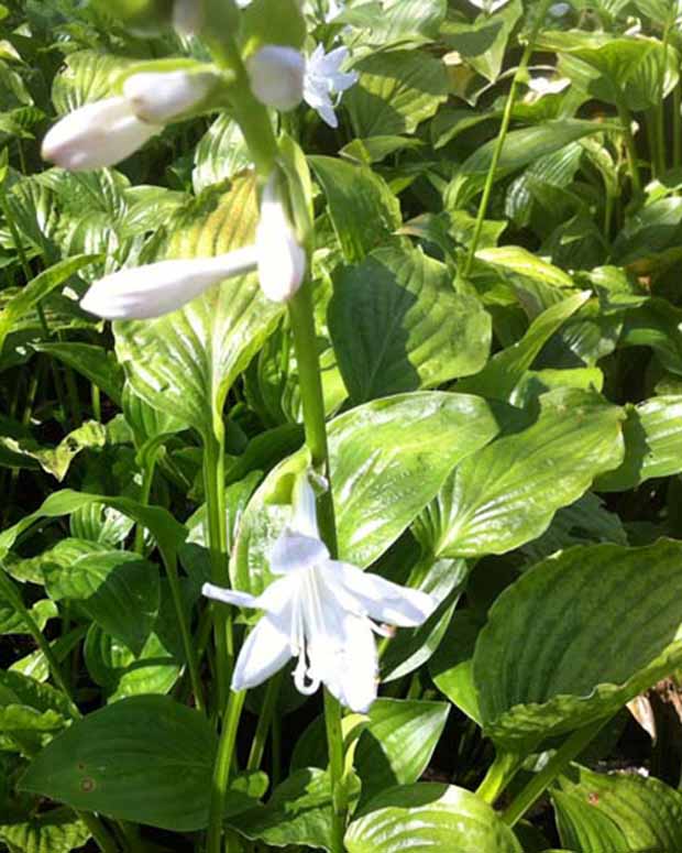 Hosta Royal Standard - Hosta hybride royal standard - Plantes d'extérieur