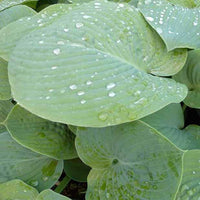 Hosta True Blue - Hosta true blue - Plantes d'extérieur