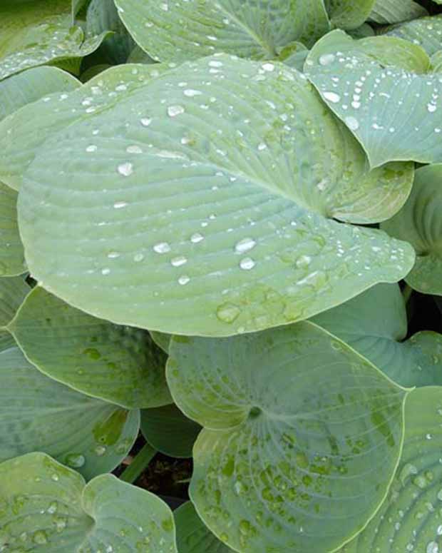 Hosta True Blue - Hosta true blue - Plantes d'extérieur